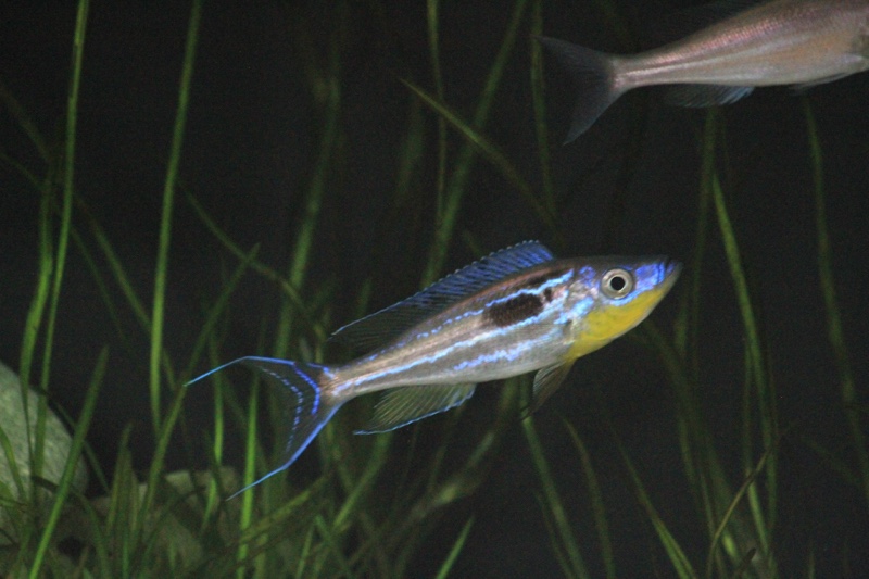 Benthochromis horii 'Kasanga'
